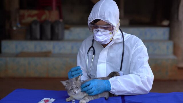 Veterinarians wear PPE for canine distempervirus (CDV) vaccine. Cats and dogs, veterinary medicine.