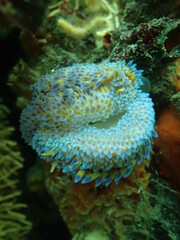 Two gasflame nudibranchs. 
