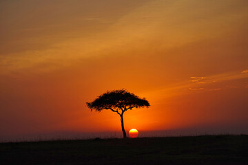 A beautiful view of the Masai Mara at sunset. Romantic atmosphere. Large numbers of animals migrate to the Masai Mara National Wildlife Refuge in Kenya, Africa. 2016.