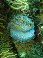 Two gasflame nudibranchs. 