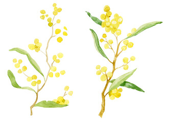 Set of beautiful yellow mimosa flowers or inflorescences and leaves isolated on white background. Bundle of parts of gorgeous spring flowering plant. Elegant floral decorations.  illustration.