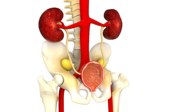 Kidney and urinary systems