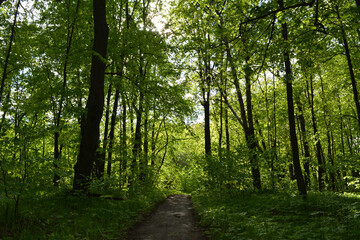 Walking path through lush green forest. Summer landscape.