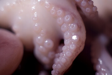 Pickled octopus on a black background.