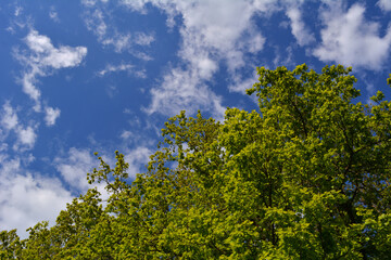 Fototapeta premium Fresh green foliage of oak trees on the background of blue sky with white clouds in spring