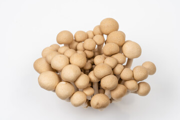 Japanese mushrooms on white background