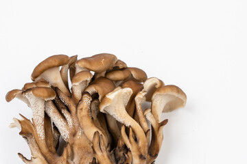 Japanese mushrooms on white background