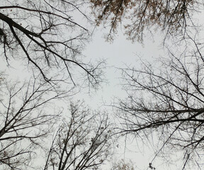 Branches of trees against the sky