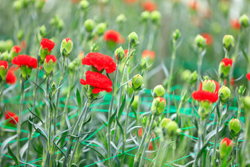 Carnations are in the greenhouse