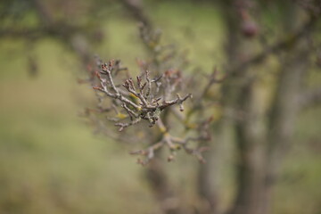 branches of a old dry pear tree in blurred green garden.