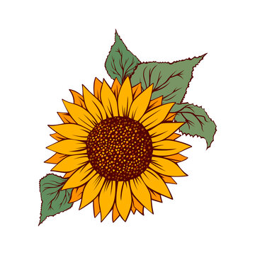 Download 219 Best Sunflower Vector Images Stock Photos Vectors Adobe Stock