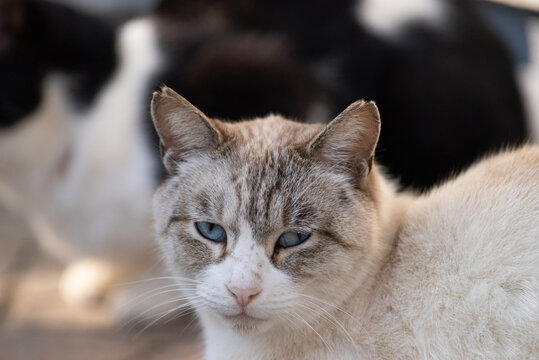 見つめる猫