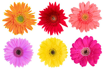 Multi-Color Gerbera Daisy as background picture.flower on clipping path.