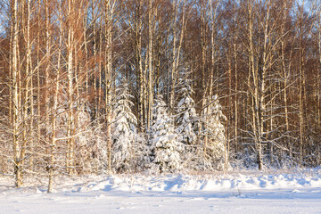 View of the winter forest, Karjaa, Raseborg, Finland
