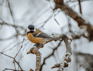 Great tit on birch branch during snowfall, close up, Parus major. Tit sits on a tree branch in the forest
