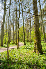 Obraz premium View of the forest and walking trail in spring, Ramsholmen island, Tammisaari, Finland