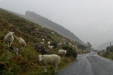 Wicklow Mountains