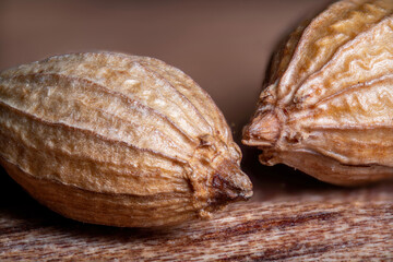 Coriander Coriandrum on wood, several coriander beans on a blurry background, super macro photo