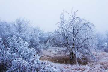 Snow-covered winter steppe during fog. Trees and grass covered with frost