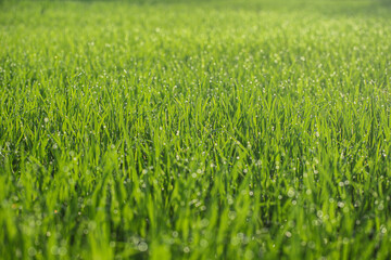 Closeup of grass in the morning 