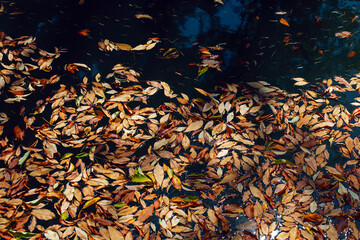 orange leaves in autumn lie on the water