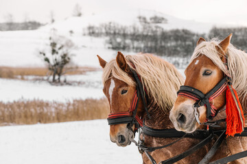 horses in winter