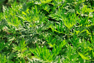 Fototapeta na wymiar Artemisiae argy growing in the spring sunshine garden