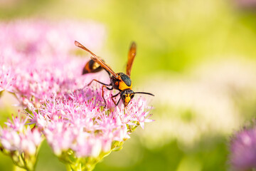 Golden digger wasp picks honey on a flower