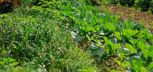 Fototapeta na wymiar Green cabbage and garlic in growth at vegetable garden