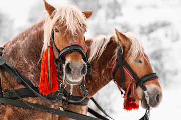 horses in winter