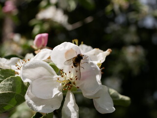 The wasp collects nectar in white apple blossoms on a sunny spring day. Pollination of fruit trees in the apple orchard.