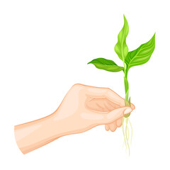 Fototapeta na wymiar Hands Holding Young Green Shoot or Sprout Vector Illustration