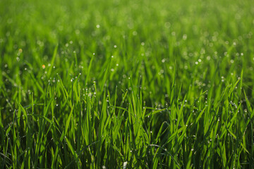 Closeup of grass in the morning 