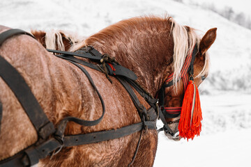 horse in winter