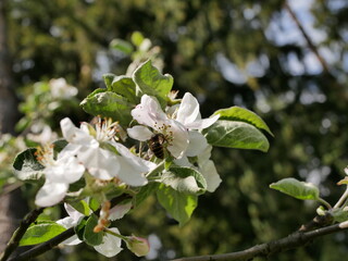 The wasp collects nectar in white apple blossoms on a sunny spring day. Pollination of fruit trees in the apple orchard.