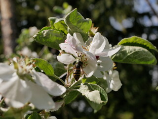 The wasp collects nectar in white apple blossoms on a sunny spring day. Pollination of fruit trees in the apple orchard.