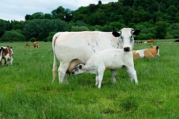 Fototapeta premium White calf suckling milk from mothers teat. Dairy cow.
