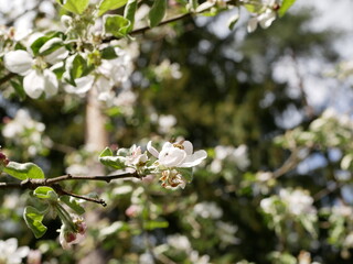 The wasp collects nectar in white apple blossoms on a sunny spring day. Pollination of fruit trees in the apple orchard.