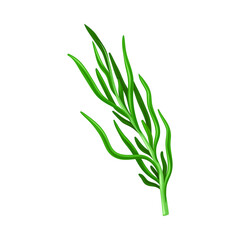 Fototapeta premium Dark Green Hijiki Seaweed or Sargassum as Sea Vegetable Vector Illustration