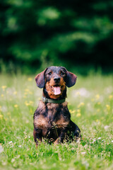 The wire-haired dachshund hunting dog is known as the wiener dog or sausage dog.  Portrait while playing and posing in the green park.
