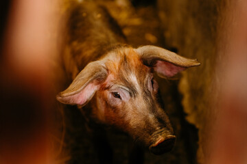 Fototapeta premium close up of a pig