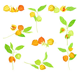 Ashwagandha or Indian Ginseng as Perennial Specie with Elliptic Leaves and Bell-shaped Flowers Vector Set