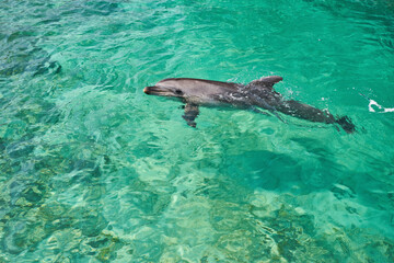 Fototapeta premium Dolphin portrait while looking at you