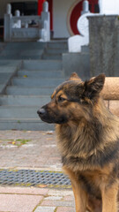 Close-up of a brown dog 4
