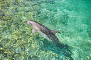Fototapeta premium Dolphin portrait while looking at you