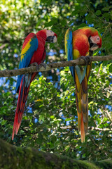 Portrait of Ara arakanga costa rica