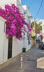 Fototapeta na wymiar Narrow street with flower pot and Aegean sea in the background, Bodrum