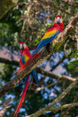 Portrait of Ara arakanga costa rica