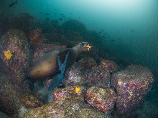 California sea lion playing with a sea star (La Paz, Baja California Sur, Mexico)