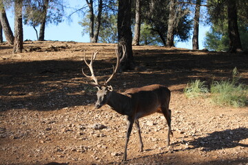 deer in the woods